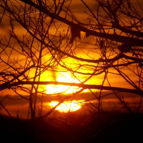 How To Reduce Heat Stress On Trees